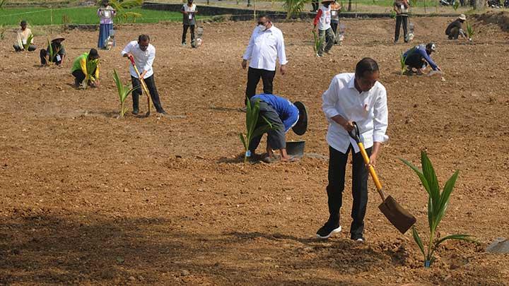 Jokowi Targetkan Limbah Kelapa Jadi Bioavtur dan Bioenergi